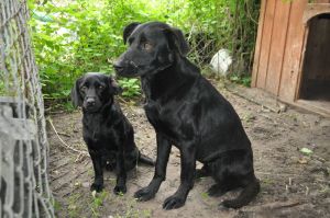 Znalezione dwa psy w Gminie Stepnica
