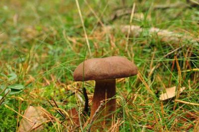 2021 09 06 grzybobranie