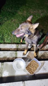 Poszukujemy właściciela pieska