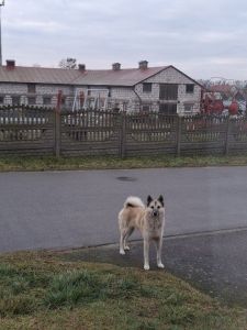 Zabłąkany pies - Gmina Stepnica