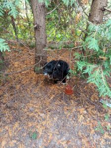 Szukamy właściciela psa